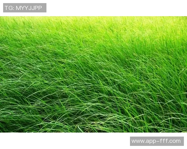 桃花岛足球场：探索足球与自然完美融合的绿色运动天堂